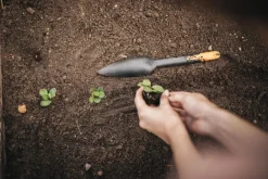 Siementen istutuslapio